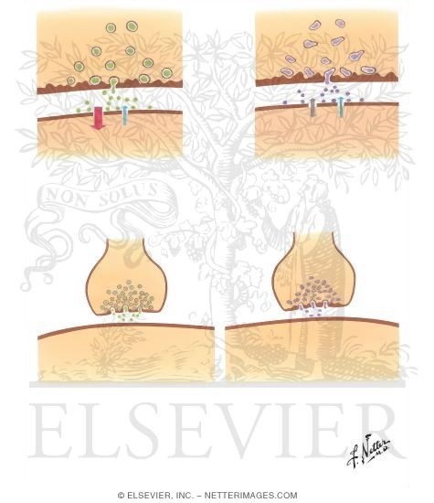 Watermarked preview of unlabeled image: Chemical Transmission At The Synapse
