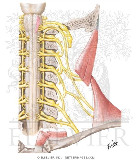 Accessory Nerve (XI): Schema
