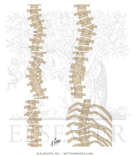 Watermarked preview of unlabeled image: Congenital Scoliosis: Closed types