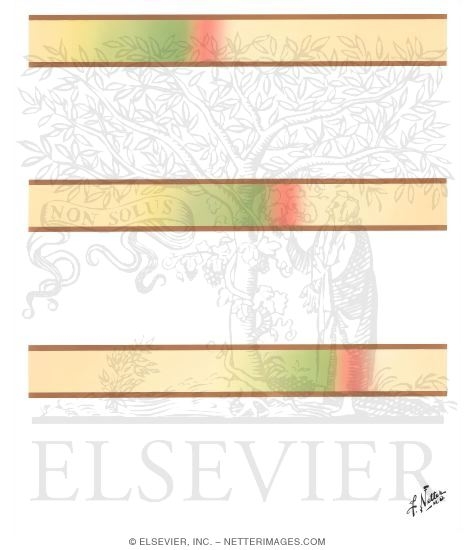 Watermarked preview of unlabeled image: Propagation of the Action Potential