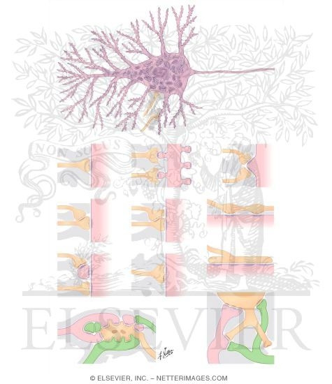 Watermarked preview of unlabeled image: Neuronal Structure and Synapses