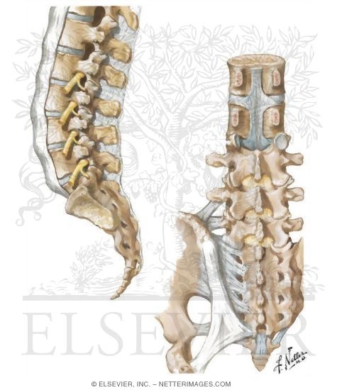 Vertebral Ligaments: Lumbosacral Region