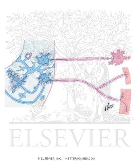 Watermarked preview of unlabeled image: Investments of Neurons Within and Peripheral to Central Nervous System (Schematic)