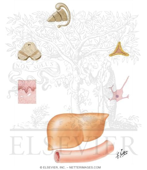 Watermarked preview of unlabeled image: Catecholamine Synthesis