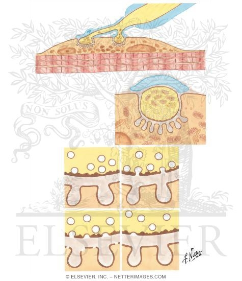 Watermarked preview of unlabeled image: Somatic Neuromuscular Transmission