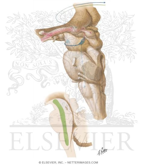 Watermarked preview of unlabeled image: Retinal Projections to Thalamus, Midbrain and Brainstem