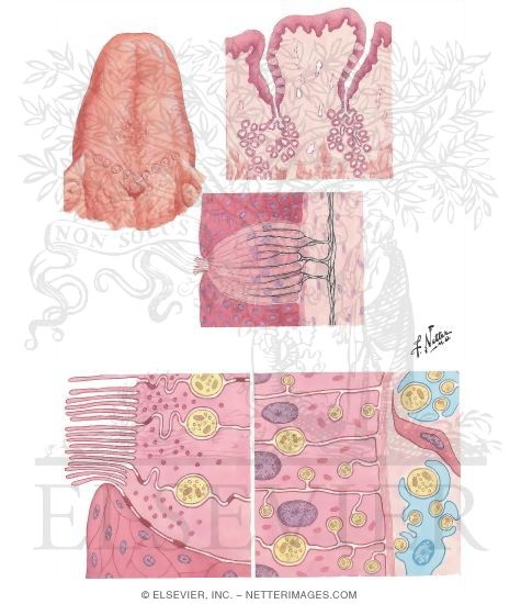 Watermarked preview of unlabeled image: Taste Receptors