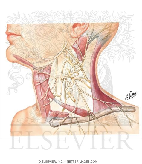Cervical Plexus