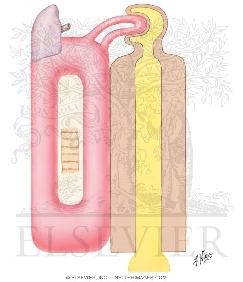 Watermarked preview of unlabeled image: Disturbances of Acid-Base Regulation in Renal Failure