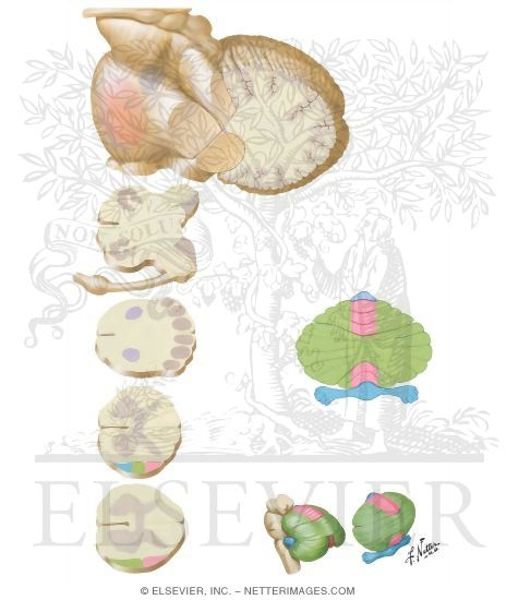 Cerebellar Afferent Pathways