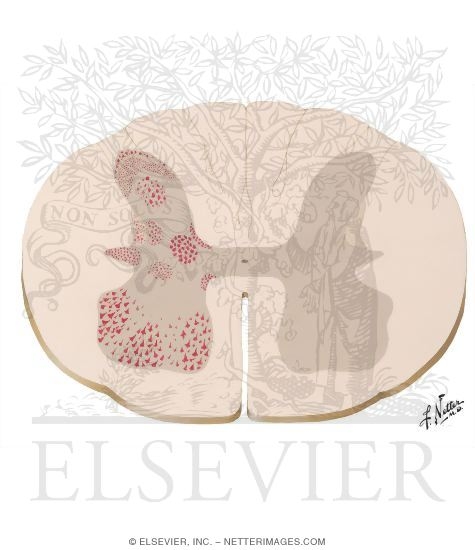 Cytoarchitecture of Spinal Cord Gray Matter