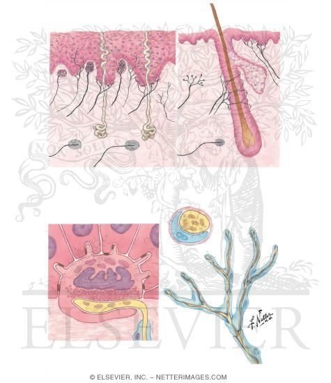 Cutaneous Receptors