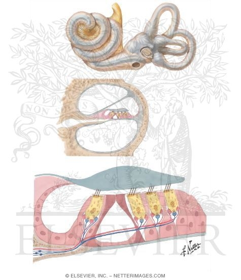 Cochlear Receptors