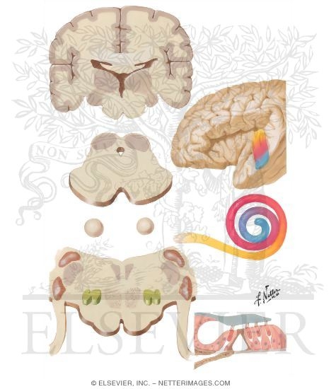 Afferent Auditory Pathways