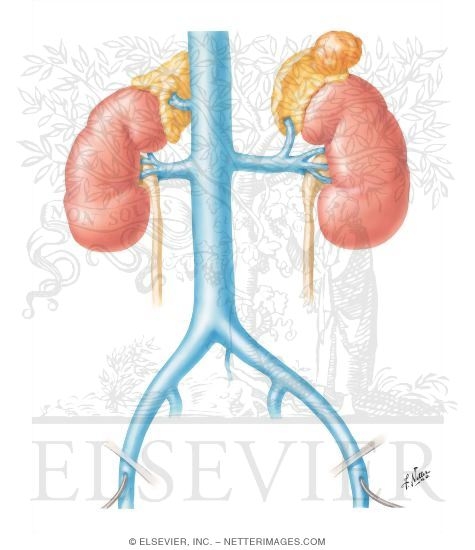Watermarked preview of unlabeled image: Differential Renin and Aldosterone
