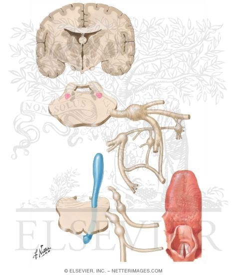 Taste Pathways: Schema