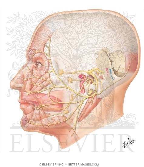Преднизолон лицевой нерв. Лицевой нерва анатоми я нетер. Лицевой нерв медвуза.