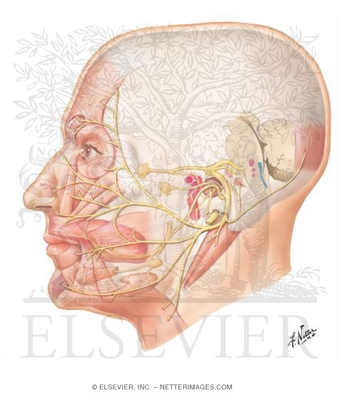 Лицевой нерва анатоми я нетер. Лицевой нерв медвуза.
