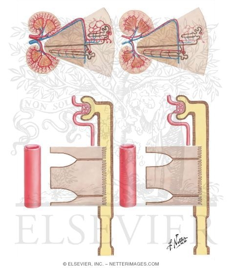Watermarked preview of unlabeled image: The Kidneys in Congestive Heart Failure