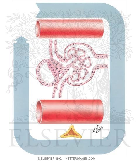 Watermarked preview of unlabeled image: Renin-Angiotensin System