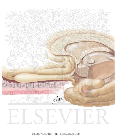 Olfactory Nerve: Schema