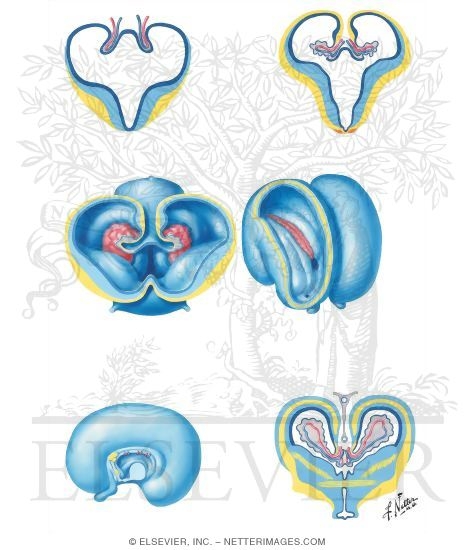 Choroid Plexus Formation