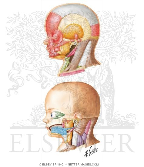 Branchiomeric and Adjacent Myotomic Muscles at Birth