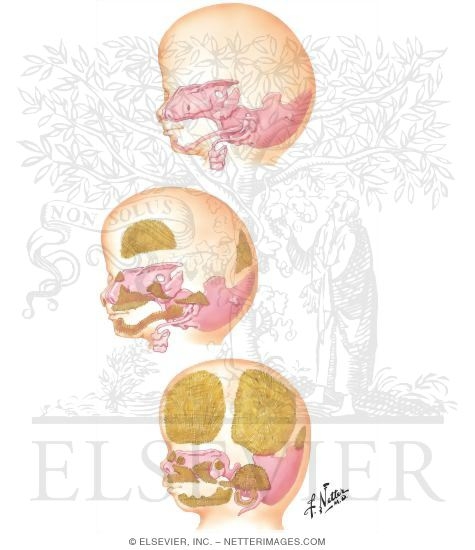 Early Development of Skull