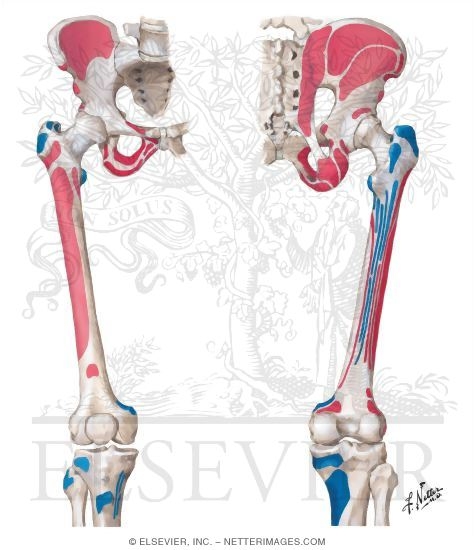 femur muscle attachments