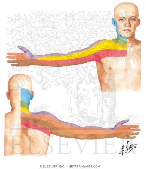 Dermal Segmentation of Upper Limb
