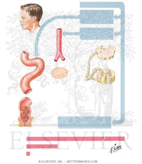 Watermarked preview of unlabeled image: Poliomyelitis