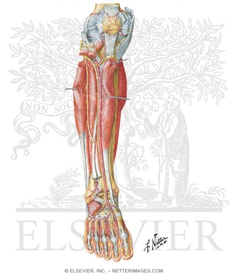 Muscles, Arteries, and Nerves of Leg: Deep Dissection (anterior view)
Muscles of Leg (Deep Dissection): Anterior View