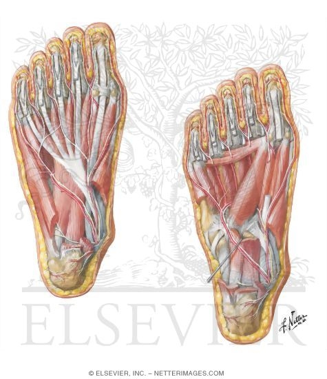 Muscles of Sole of Foot: Second Layer
Muscles of Sole of Foot: Third Layer
Muscles, Arteries, and Nerves of Sole of Foot