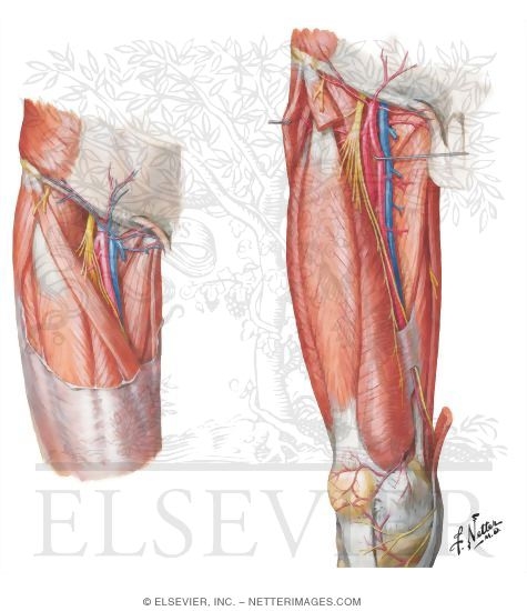 Arteries and Nerves of Thigh: Anterior Views
Superficial Dissections