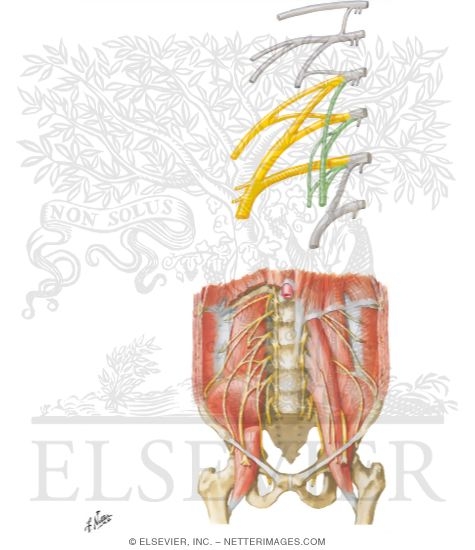 Lumbar Plexus
Nerves: Lumbar Plexus