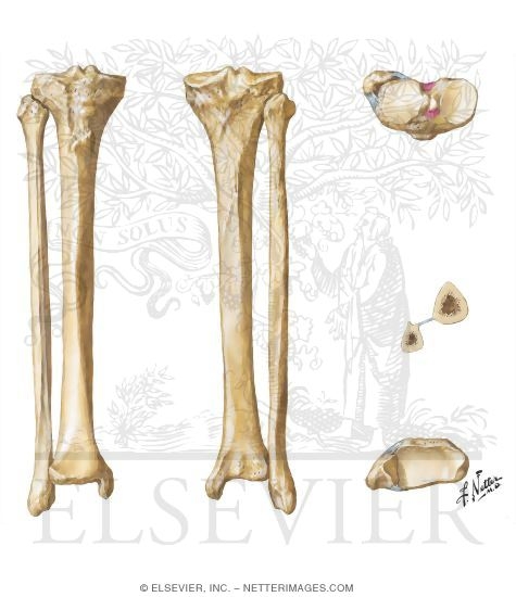 Tibia and Fibula
Osteology of the Leg and Knee