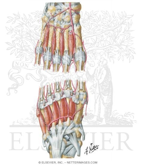 Interosseous Muscles and Plantar Arterial Arch
Interosseous Muscles and Deep Arteries of Foot