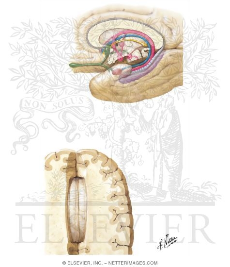 Rhinencephalon and Limbic System