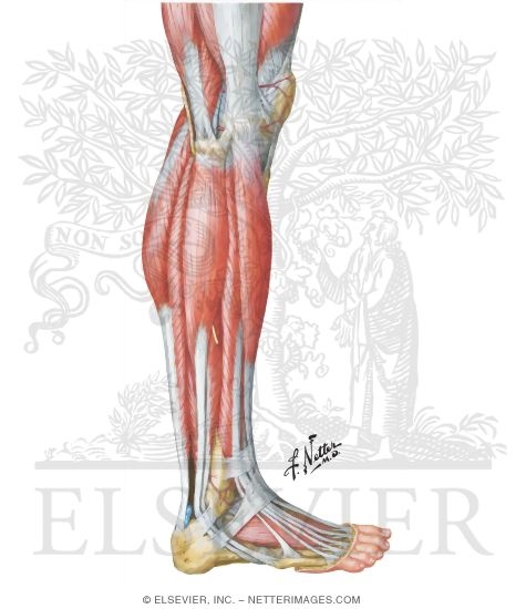 Muscles of Leg: Lateral View