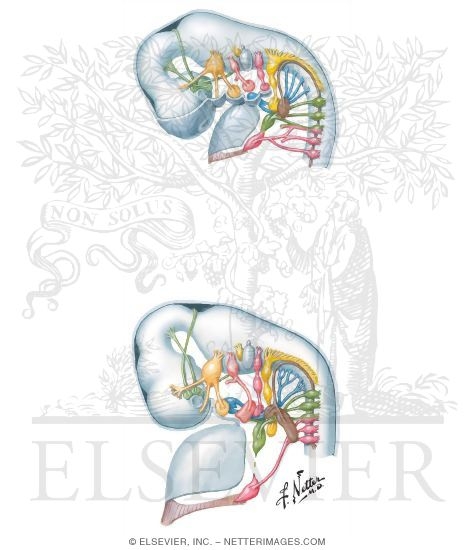 Early Development of Pharyngeal Arch Muscles