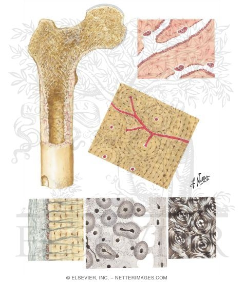 Composition of Bone
