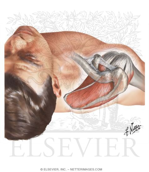 Disorders of the Shoulder