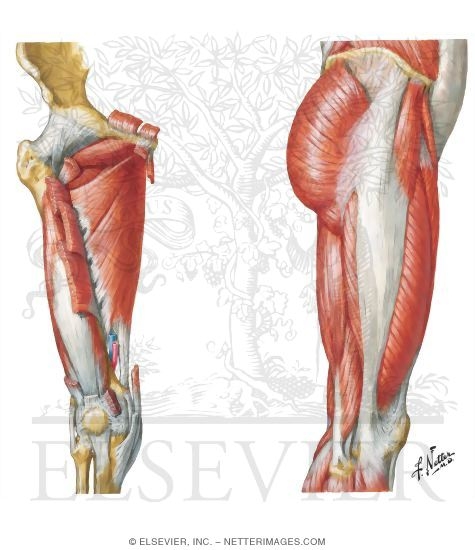 Muscles of Hip and Thigh (Anterior and Lateral Views)