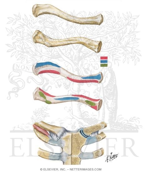 Clavicle and Sternoclavicular Joint 
Right Clavicle and Sternoclavicular Joint