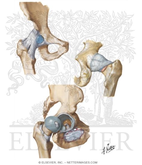 Hip Joint
