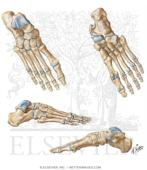 Bones of Foot
