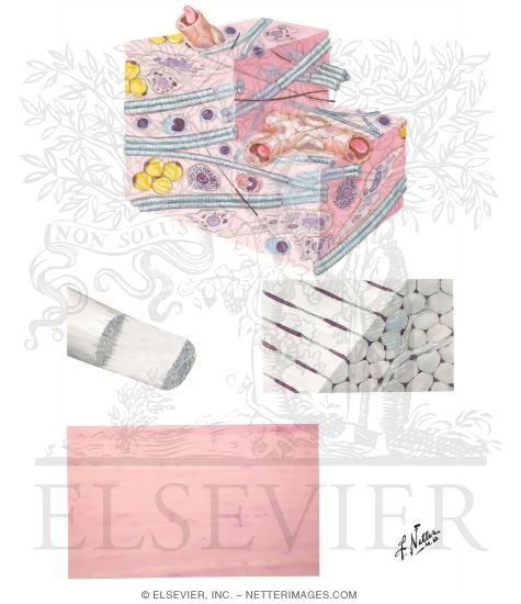 Watermarked preview of unlabeled image: Histology of Connective Tissue
