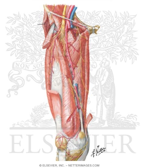 Arteries And Nerves Of Thigh Deep Dissection Anterior View Arteries And Nerves Of Thigh Anterior Views Arteries And Nerves Of Thigh Deep Dissection Anterior View Arteries And Nerves Of Thigh Anterior Views