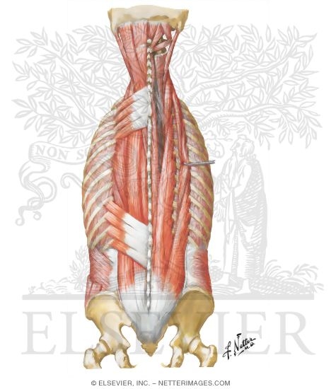 Muscles of Back: Intermediate Layers
Spenius and Erector Spinae Muscles