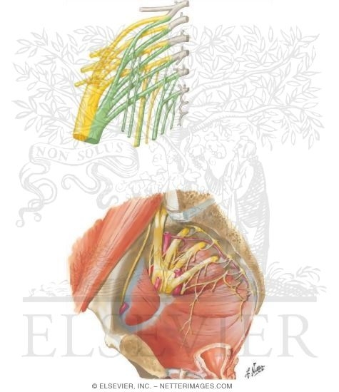 Sacral and Coccygeal Plexuses